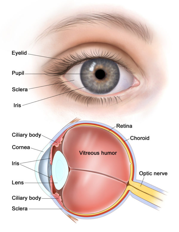 EYE ANATOMY